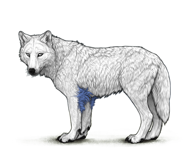 File:Blue lunarelbowtufts preview.png