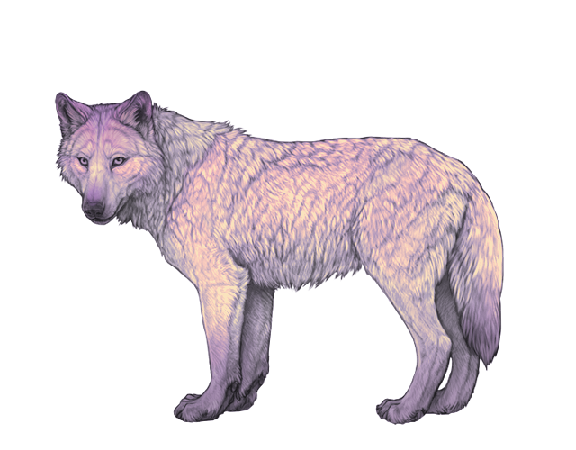 File:Base diana preview.png