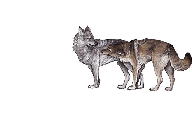 File:Flirtingwolvesdawn.png