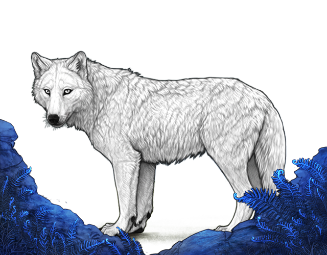 File:Hiddenferns preview.png