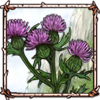 File:Thistle.png