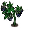 File:Fruit blackberry.png