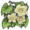File:Crop moonflower-striped.png