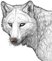 File:Nose light preview.png