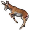 File:Pronghorn.png