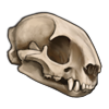 File:Skull jaguarundi.png