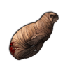 File:Walruspup.png