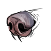 File:Nose antumbral.png