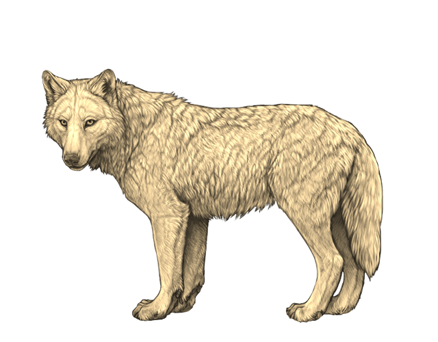 File:Base beige preview.png