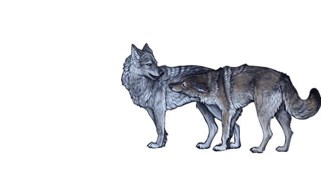 File:Flirtingwolvesnight.png