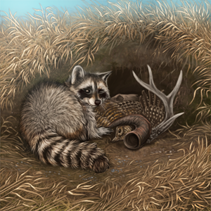 File:Raccoon-wares-prairie.png