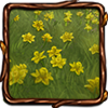 File:Event November DaffodilFields.png