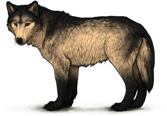 File:Marking invertedmanicou cream preview adult.png