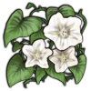 File:Crop moonflower.png
