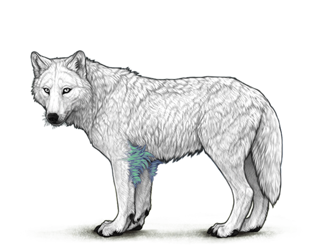 File:Turq lunarelbowtufts preview.png