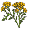 File:Tansy.png