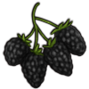 File:Crop blackberry.png