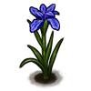 File:Flower giant-blue-iris.png