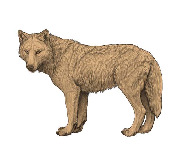 File:Base creamdarker preview.png