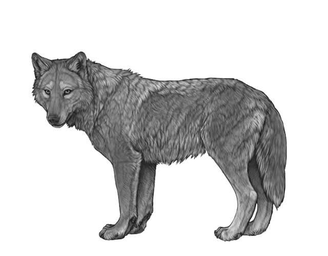 File:Base steele preview.png