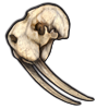 File:Skull walrus.png