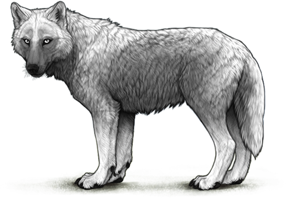 File:Marking invertedopossum gray preview adult.png