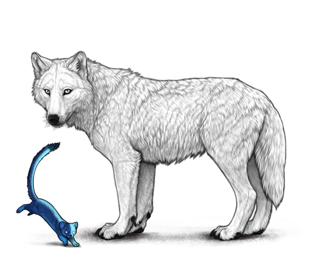 File:Dimidiatalongtailedweasel preview.png