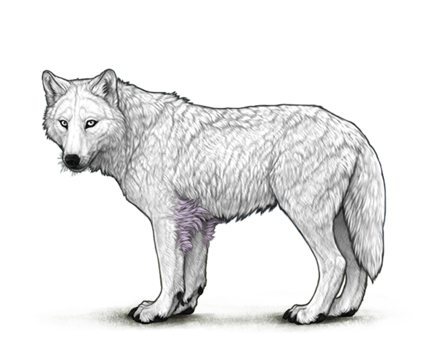 File:Lav lunarelbowtufts preview.png