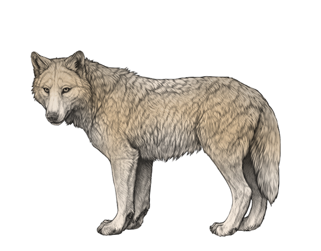 File:Base antler preview.png