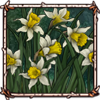 File:Daffodils.png