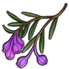 File:Crop bog-rosemary-purple.png