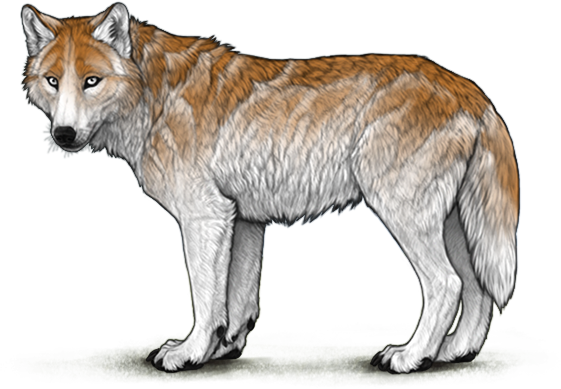 File:Marking shaded honey preview adult.png