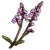 File:Vervain.png
